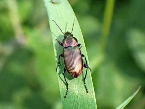 Réf. 299 489 : Poecilus cupreus